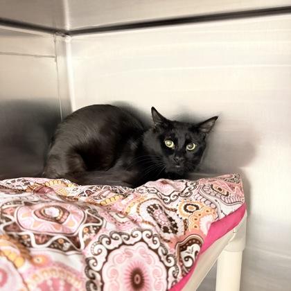 Enlarge Trouble, a Adoptable mixed breed in Lowell, MA image 1/1