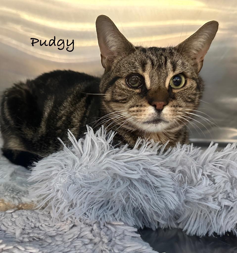 Pudgy — thumbnail 2