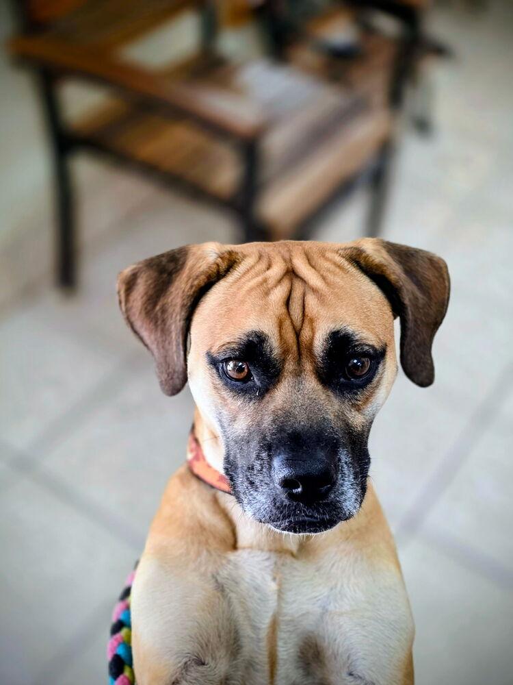 Enlarge Cookie, a Adoptable mixed breed in Lockhart, TX image 1/6
