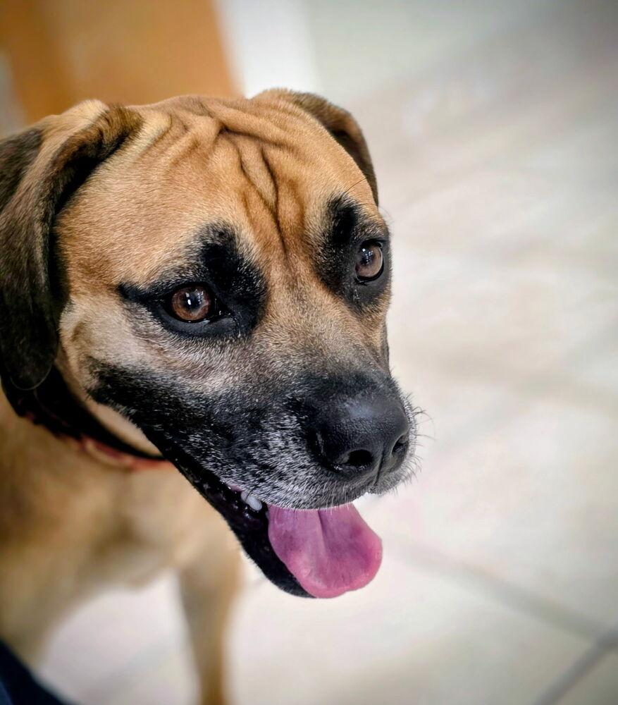 Enlarge Cookie, a Adoptable mixed breed in Lockhart, TX image 3/6