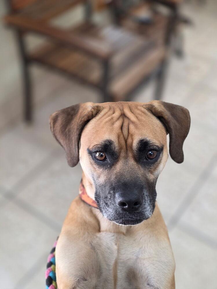 Enlarge Cookie, a Adoptable mixed breed in Lockhart, TX image 4/6