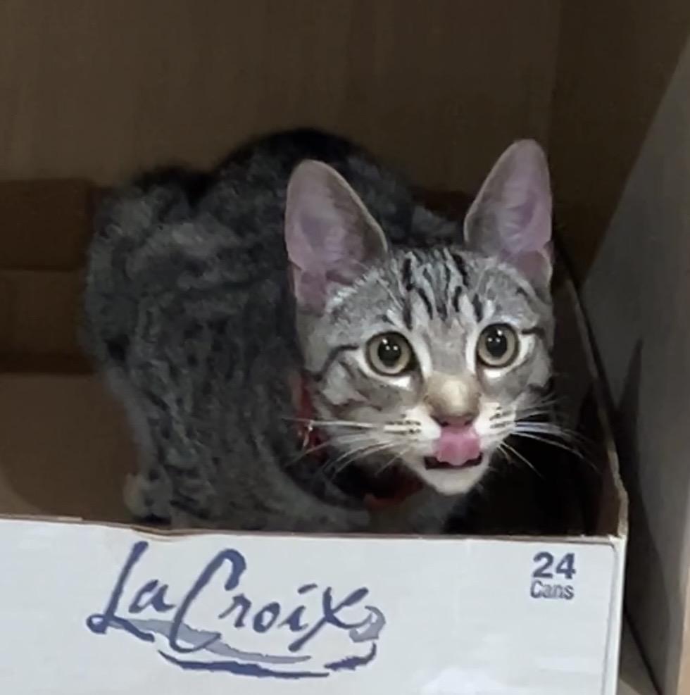 Enlarge Morgan, a Adoptable mixed breed in Havertown, PA image 1/6