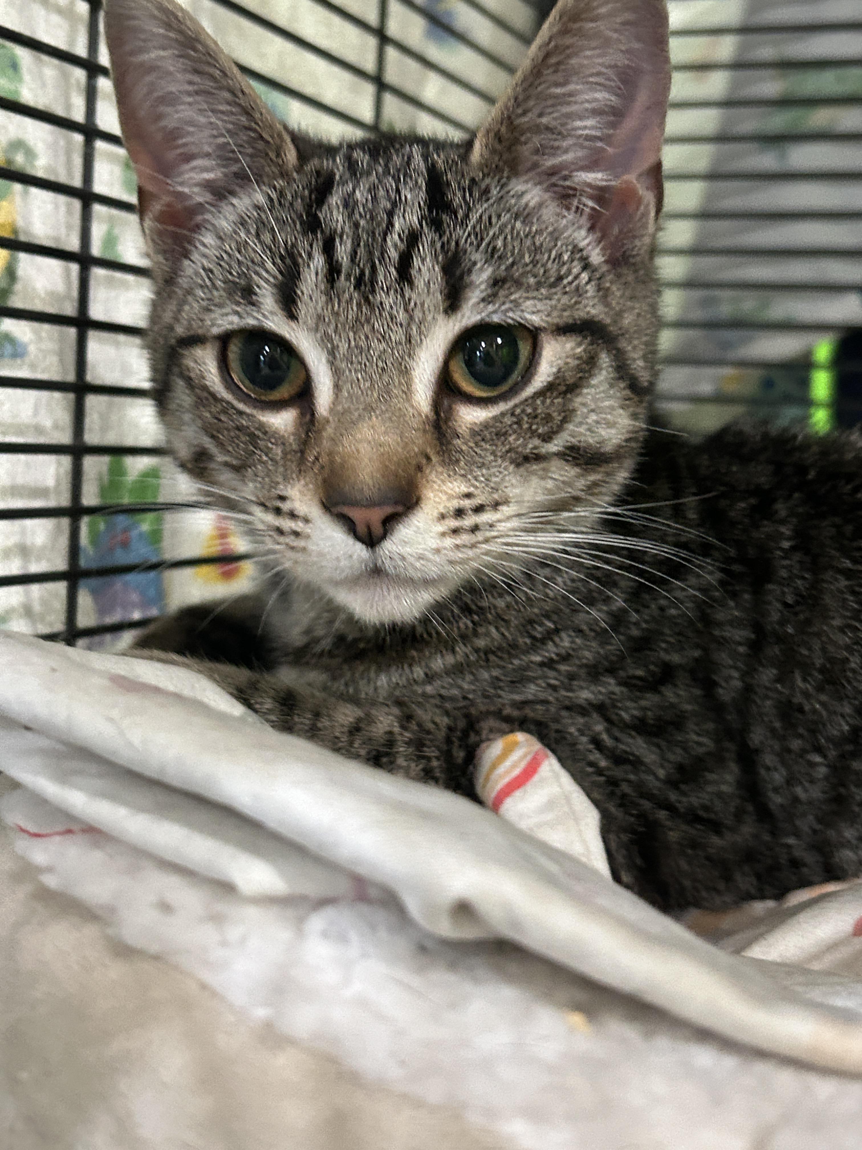 Enlarge Morgan, a Adoptable mixed breed in Havertown, PA image 2/6