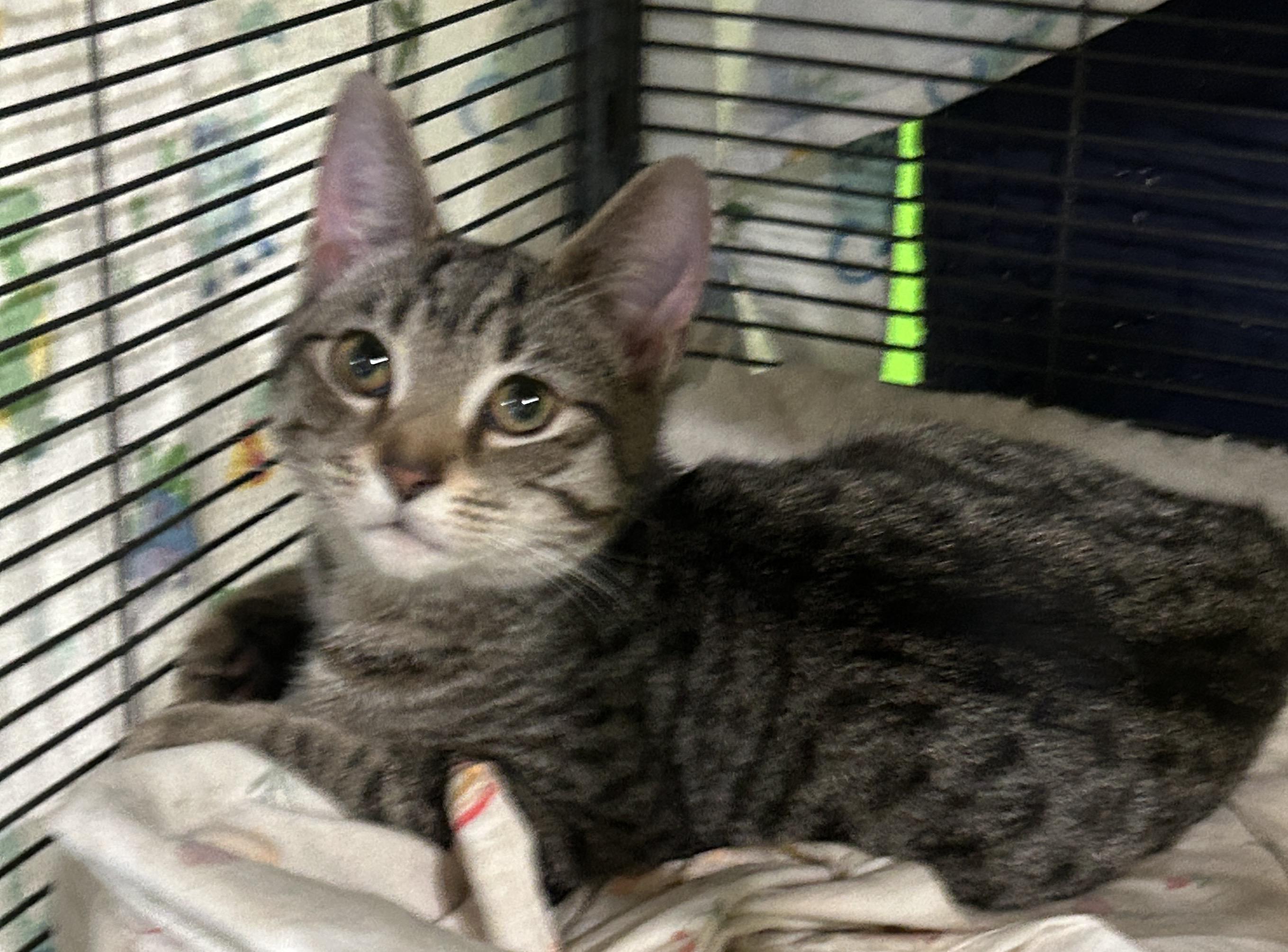 Enlarge Morgan, a Adoptable mixed breed in Havertown, PA image 3/6