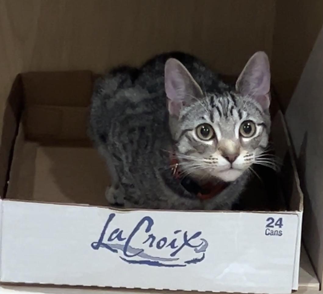 Enlarge Morgan, a Adoptable mixed breed in Havertown, PA image 4/6