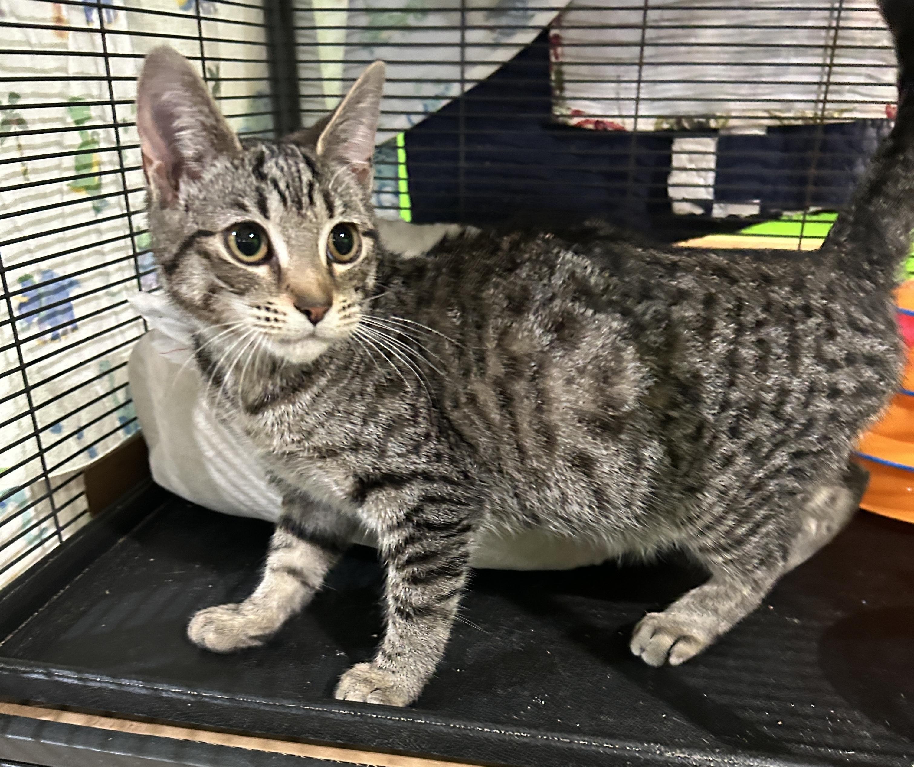 Morgan, Adoptable, Young Female Domestic Short Hair.