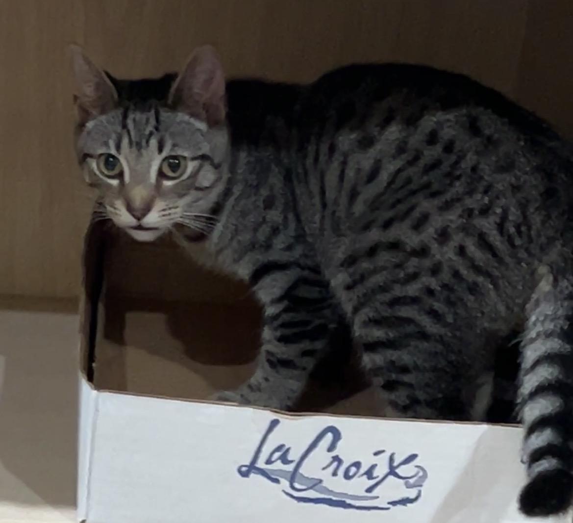 Enlarge Morgan, a Adoptable mixed breed in Havertown, PA image 6/6