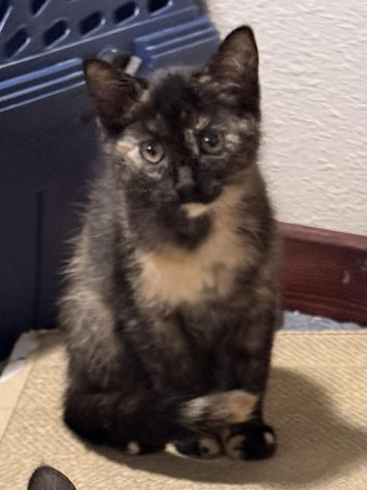 Ambrosia, Adoptable, Kitten Female Domestic Short Hair.