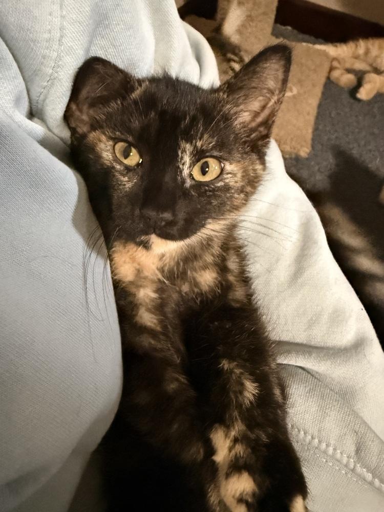 Enlarge Ambrosia, a Adoptable Domestic Short Hair in Bellingham, WA image 2/5