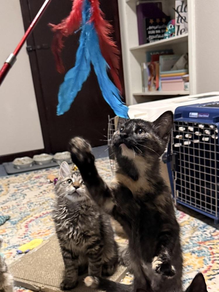 Enlarge Ambrosia, a Adoptable Domestic Short Hair in Bellingham, WA image 3/5