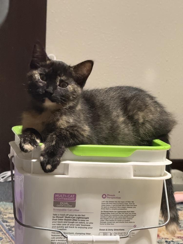 Enlarge Ambrosia, a Adoptable Domestic Short Hair in Bellingham, WA image 4/5