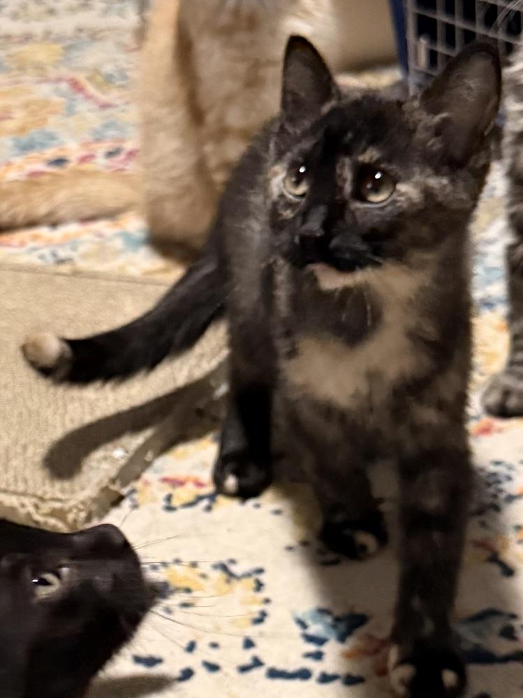 Enlarge Ambrosia, a Adoptable Domestic Short Hair in Bellingham, WA image 5/5