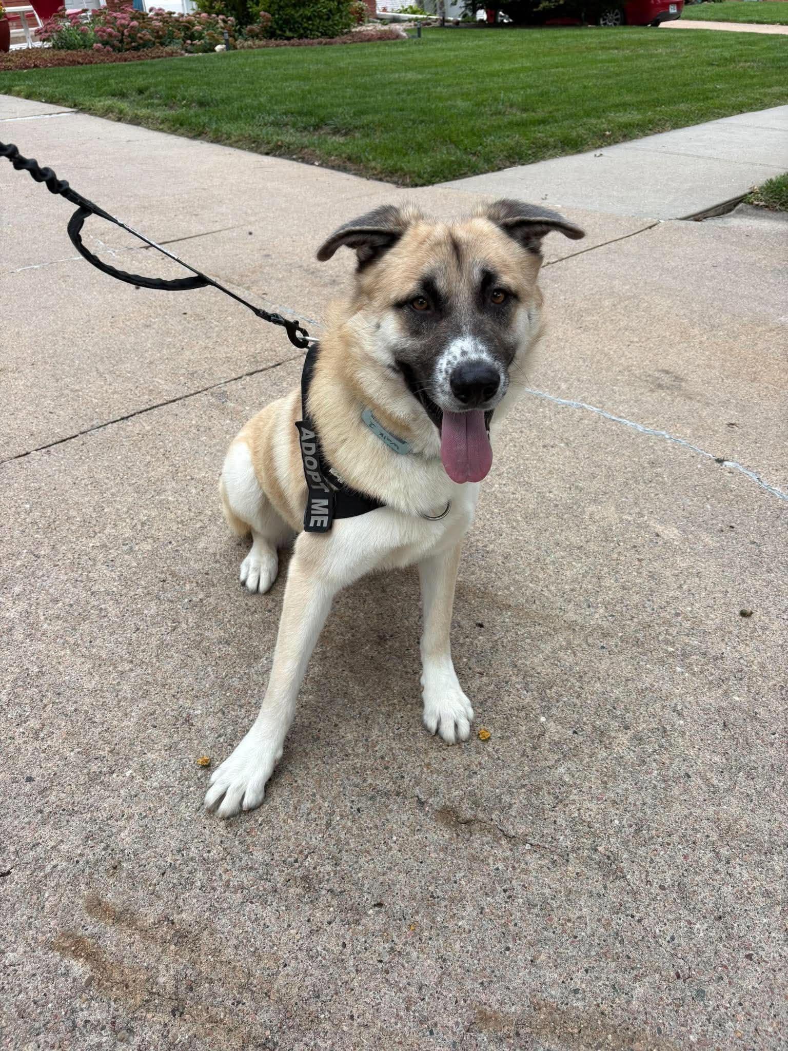 Enlarge Radar, a Adoptable mixed breed in Seward, NE image 4/5