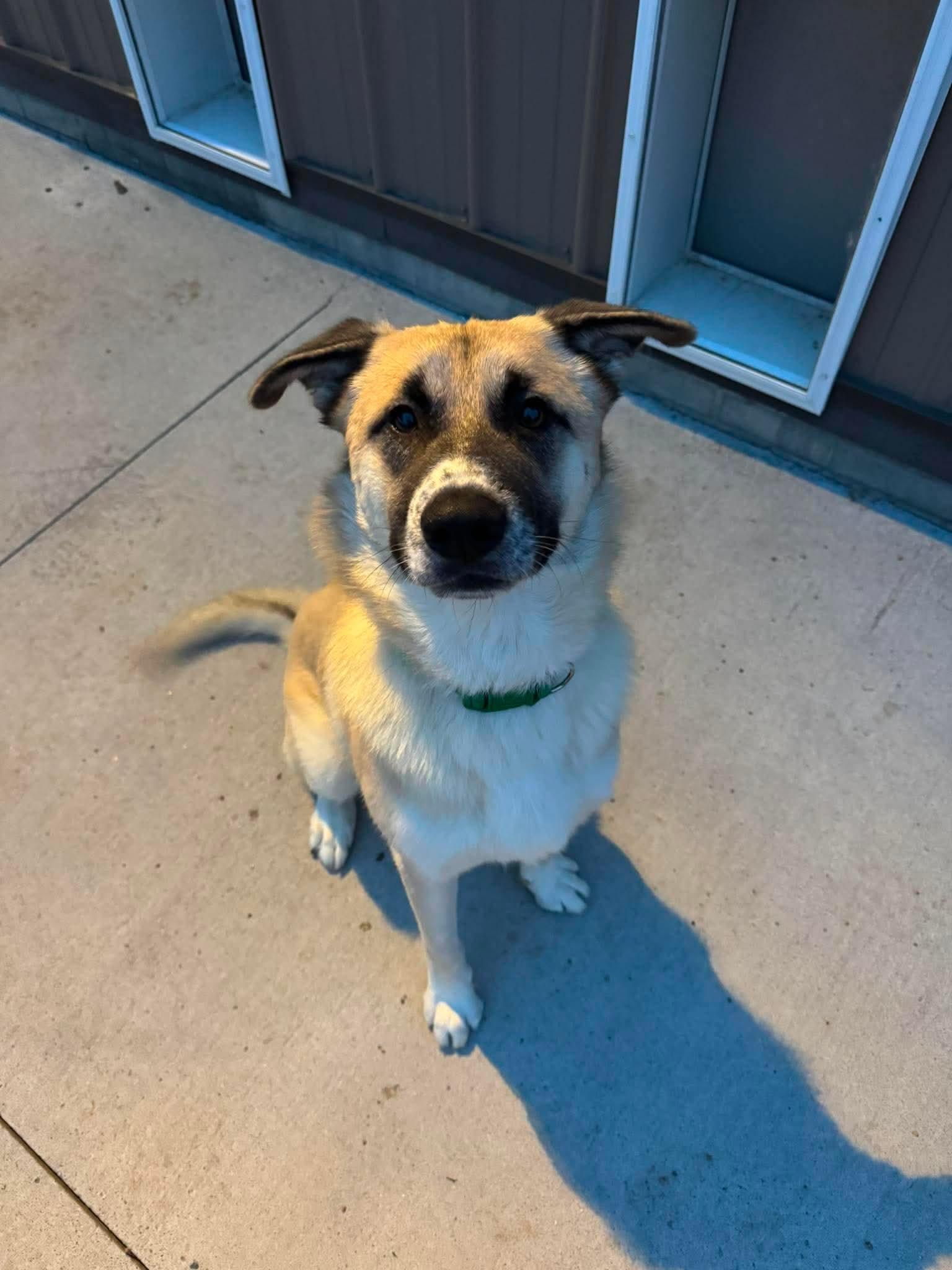 Radar, Adoptable, Young Male Anatolian Shepherd & German Shepherd Dog.