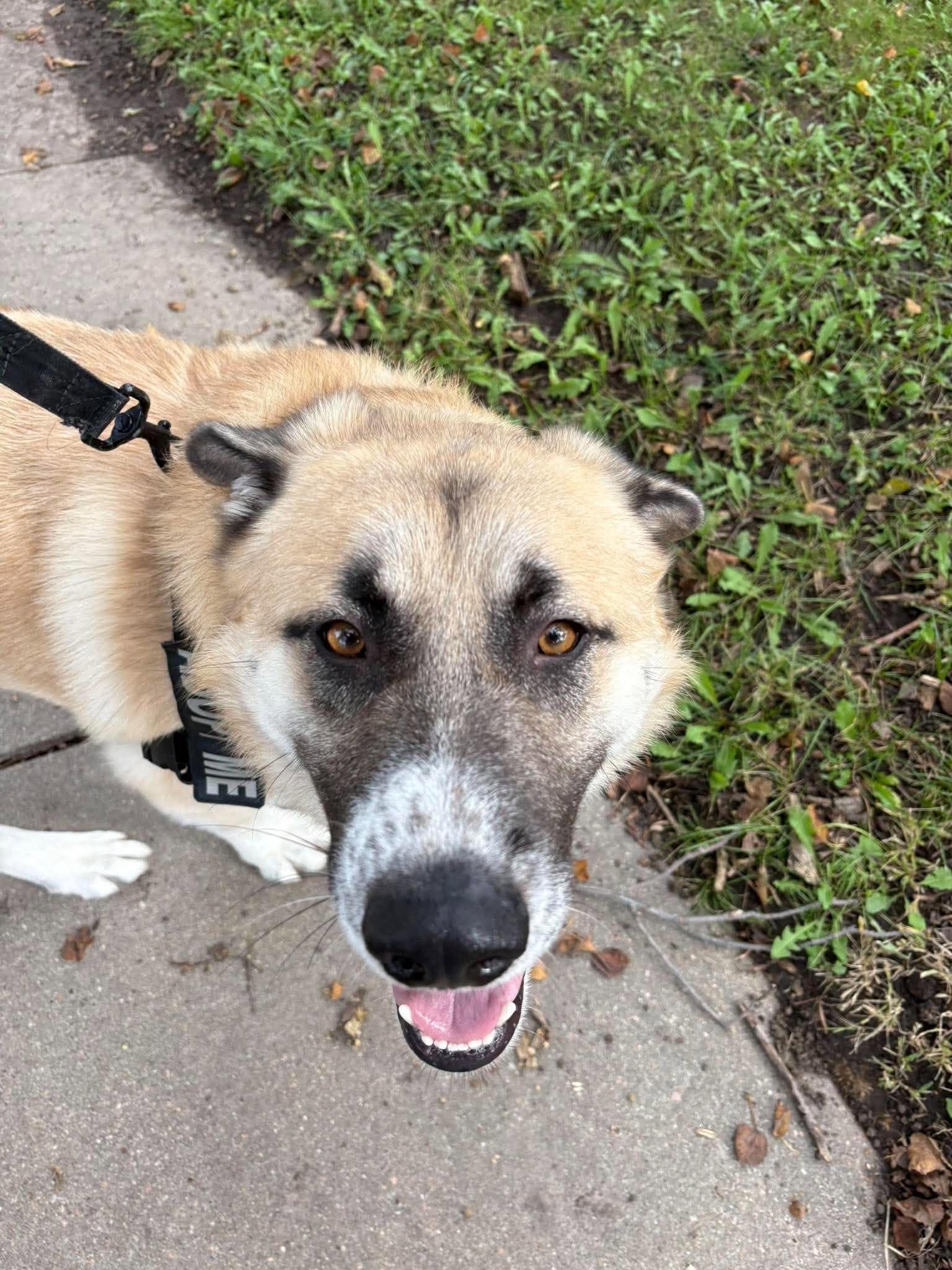 Enlarge Radar, a Adoptable mixed breed in Seward, NE image 3/5