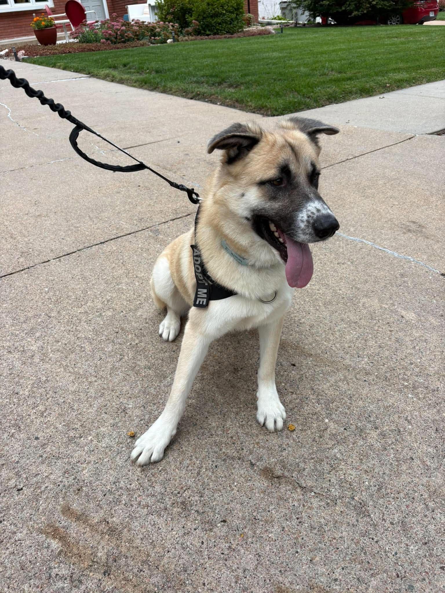 Radar, Adoptable, Young Male Anatolian Shepherd & German Shepherd Dog.
