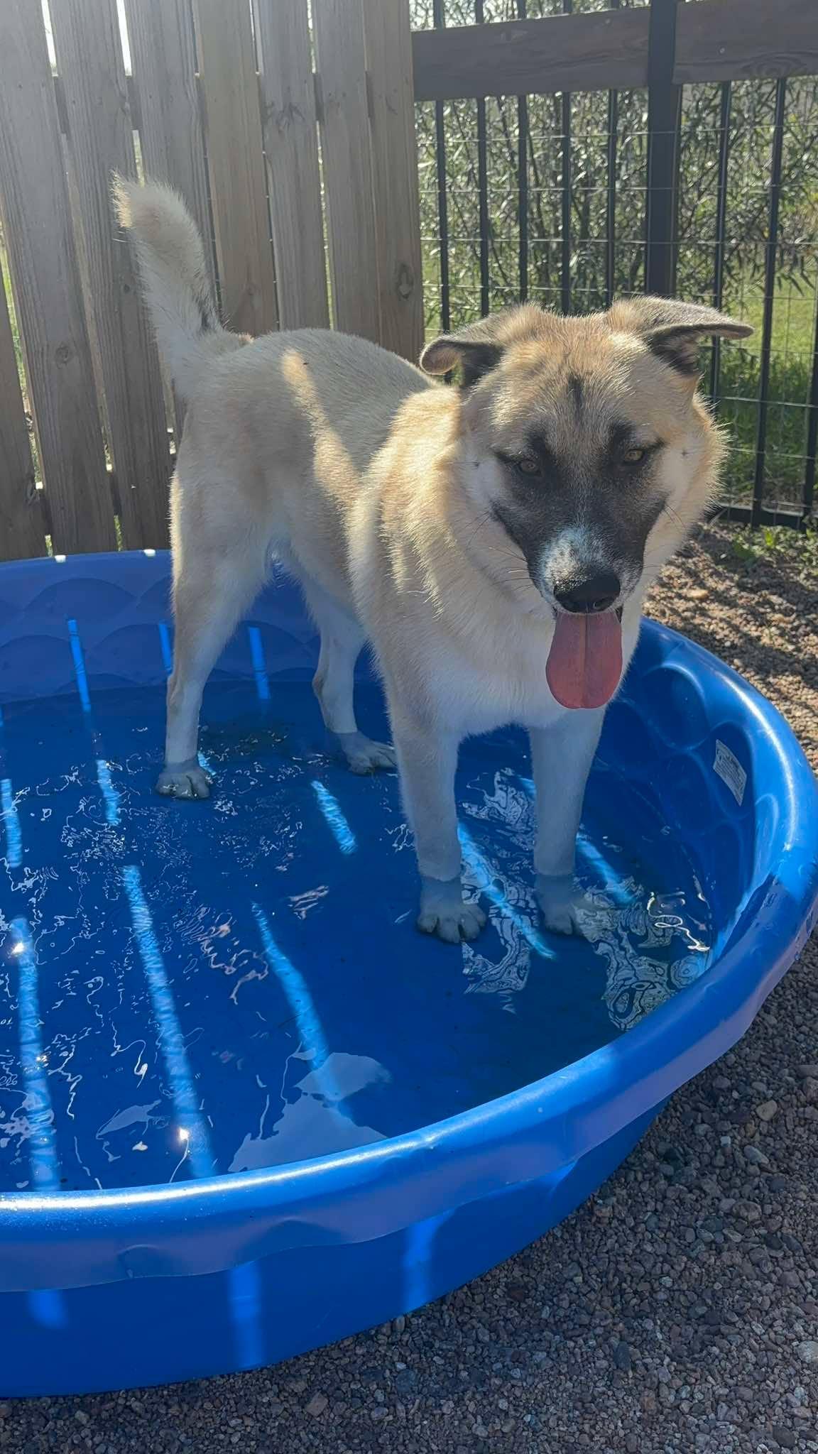Enlarge Radar, a Adoptable mixed breed in Seward, NE image 5/5