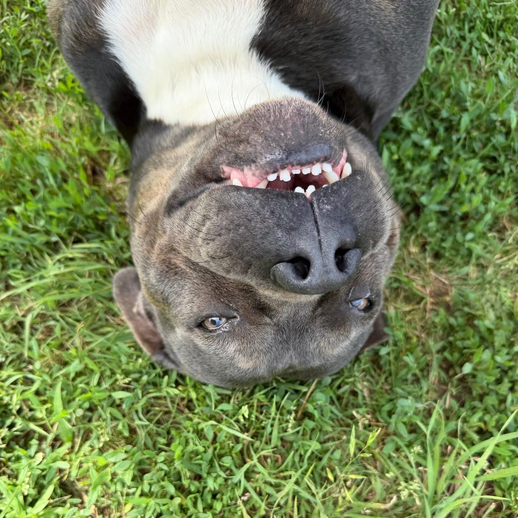 Gloria, Adoptable, Adult Female Pit Bull Terrier & English Bulldog.