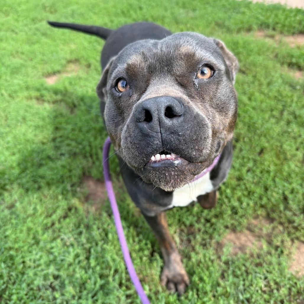 Enlarge Gloria, a Adoptable mixed breed in Stillwater, OK image 2/3