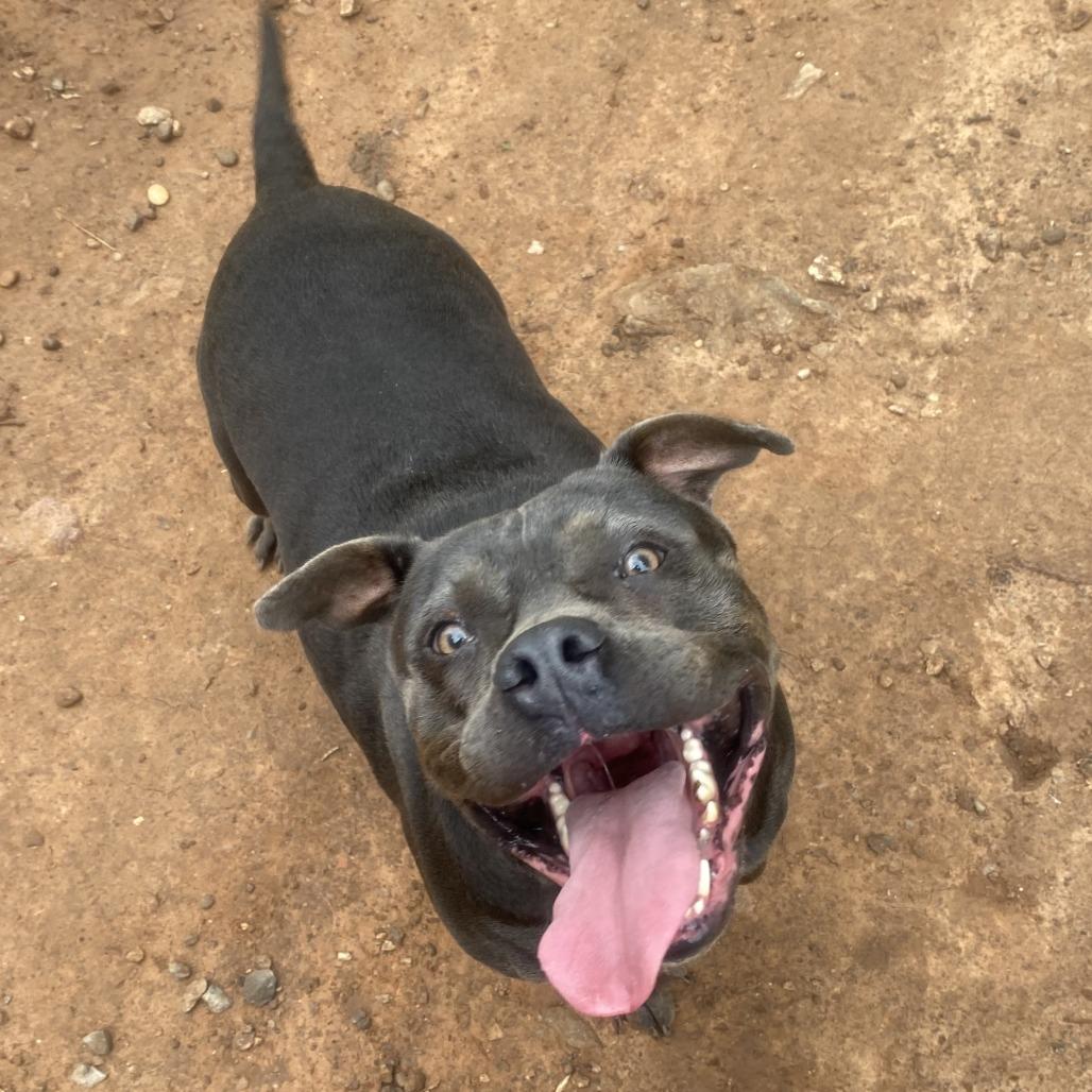 Enlarge Gloria, a Adoptable mixed breed in Stillwater, OK image 3/3