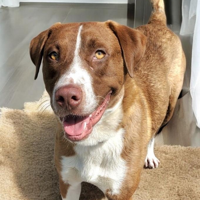 Region, Young Male Brittany Spaniel