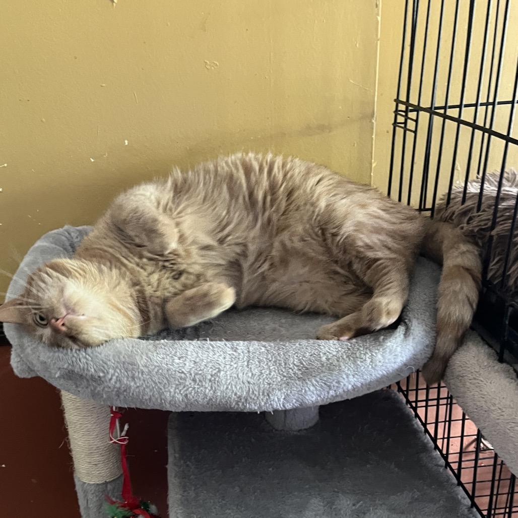 Mac (Goober) — thumbnail 2