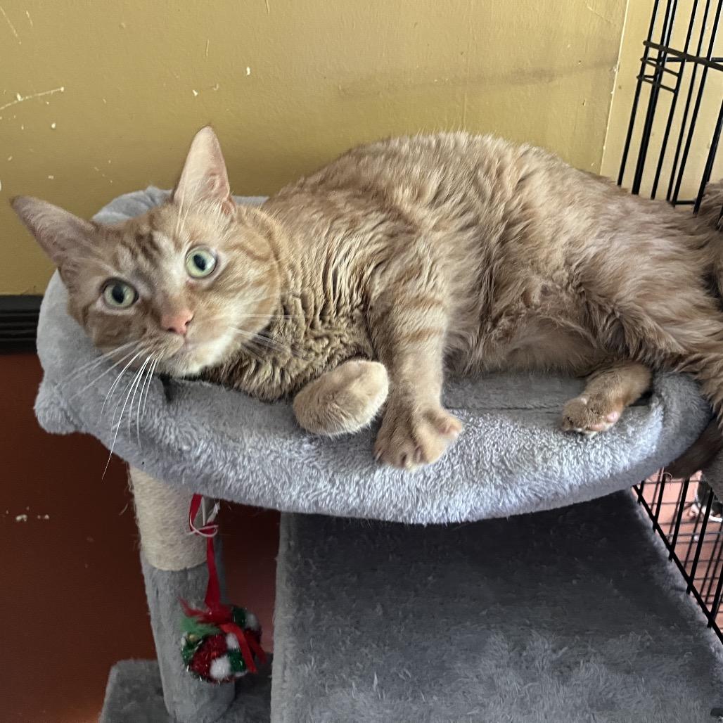 Mac (Goober) — thumbnail 3