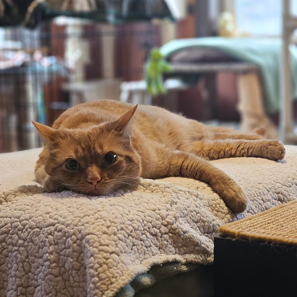 Mac (Goober) — thumbnail 4