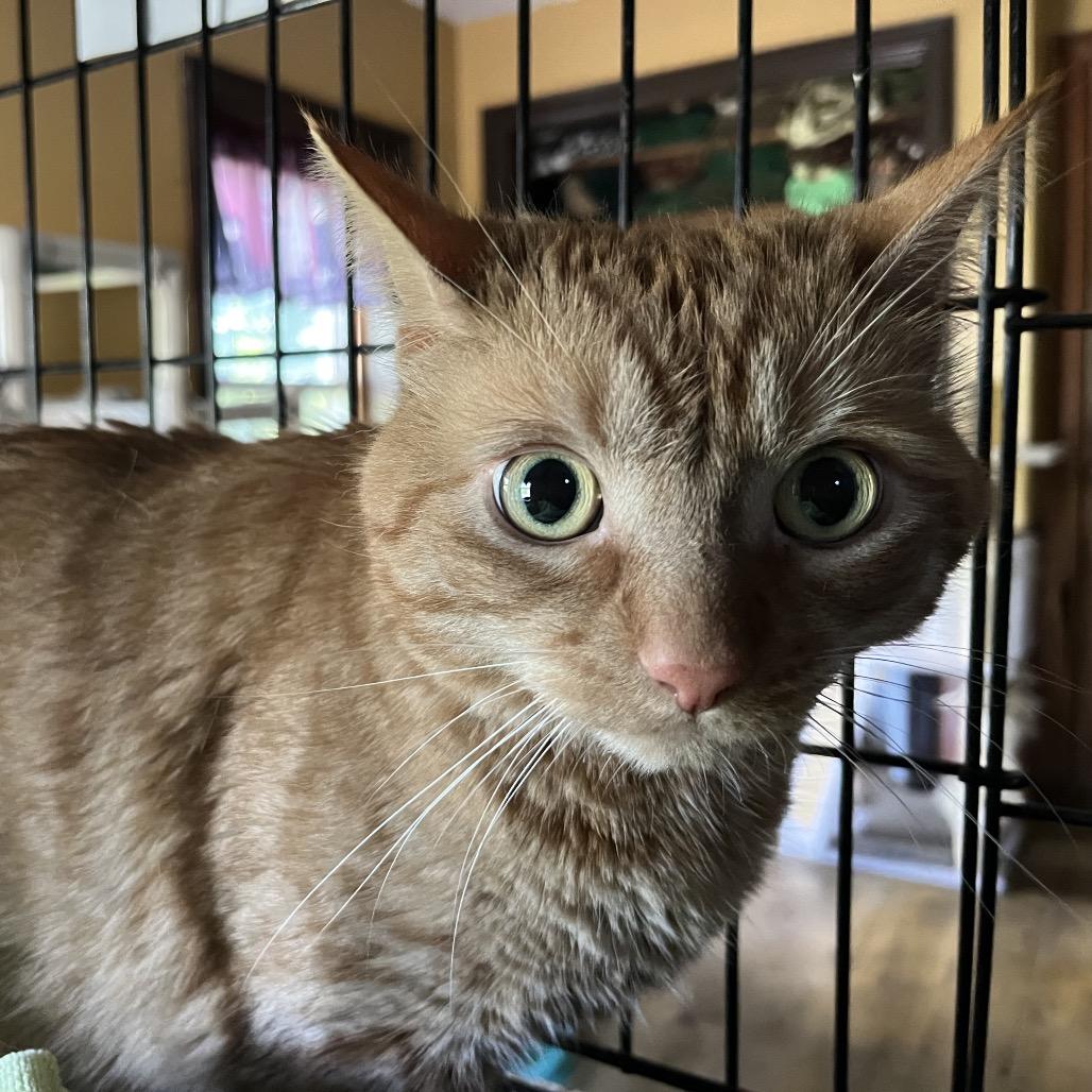 Mac (Goober) — thumbnail 5