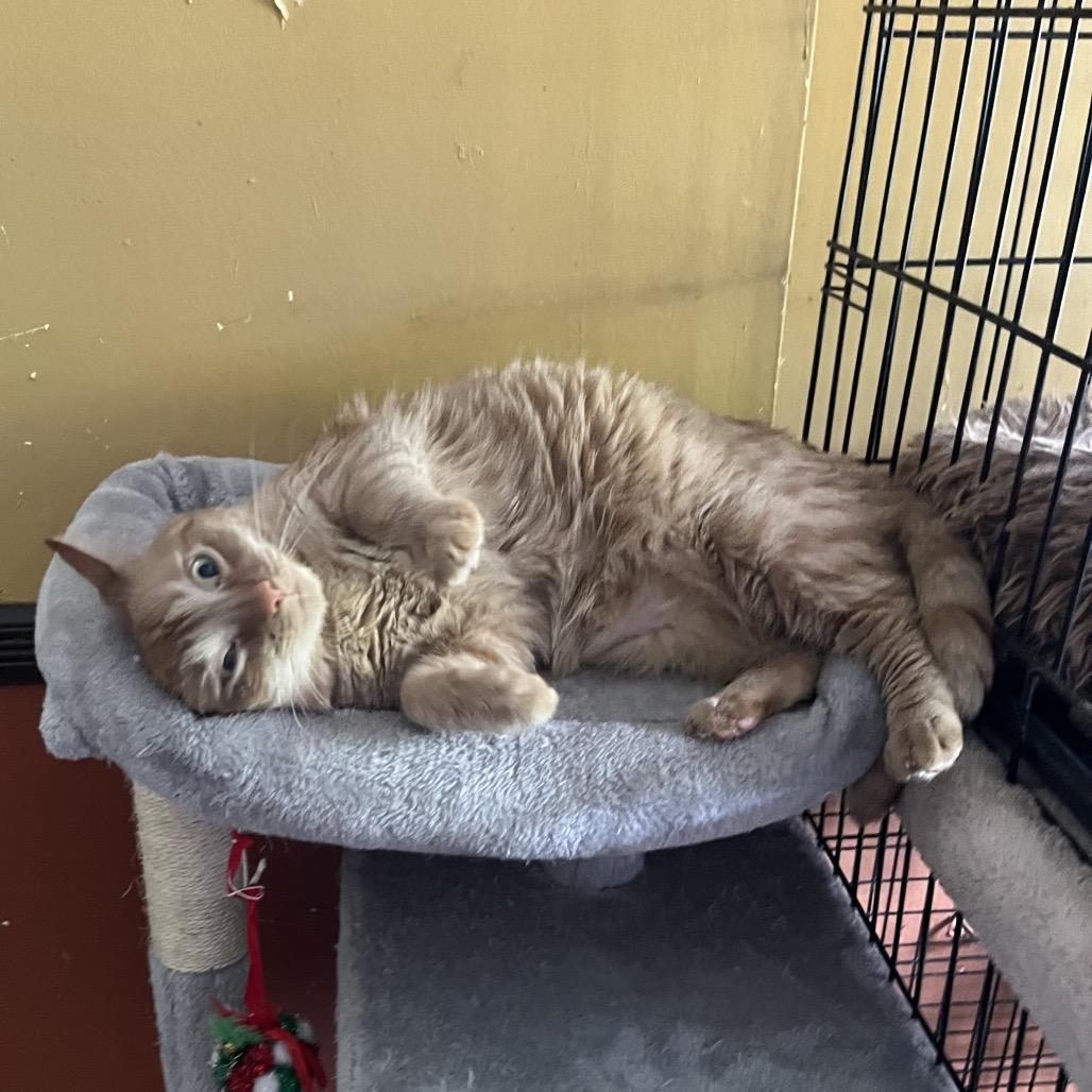 Mac (Goober) — thumbnail 6