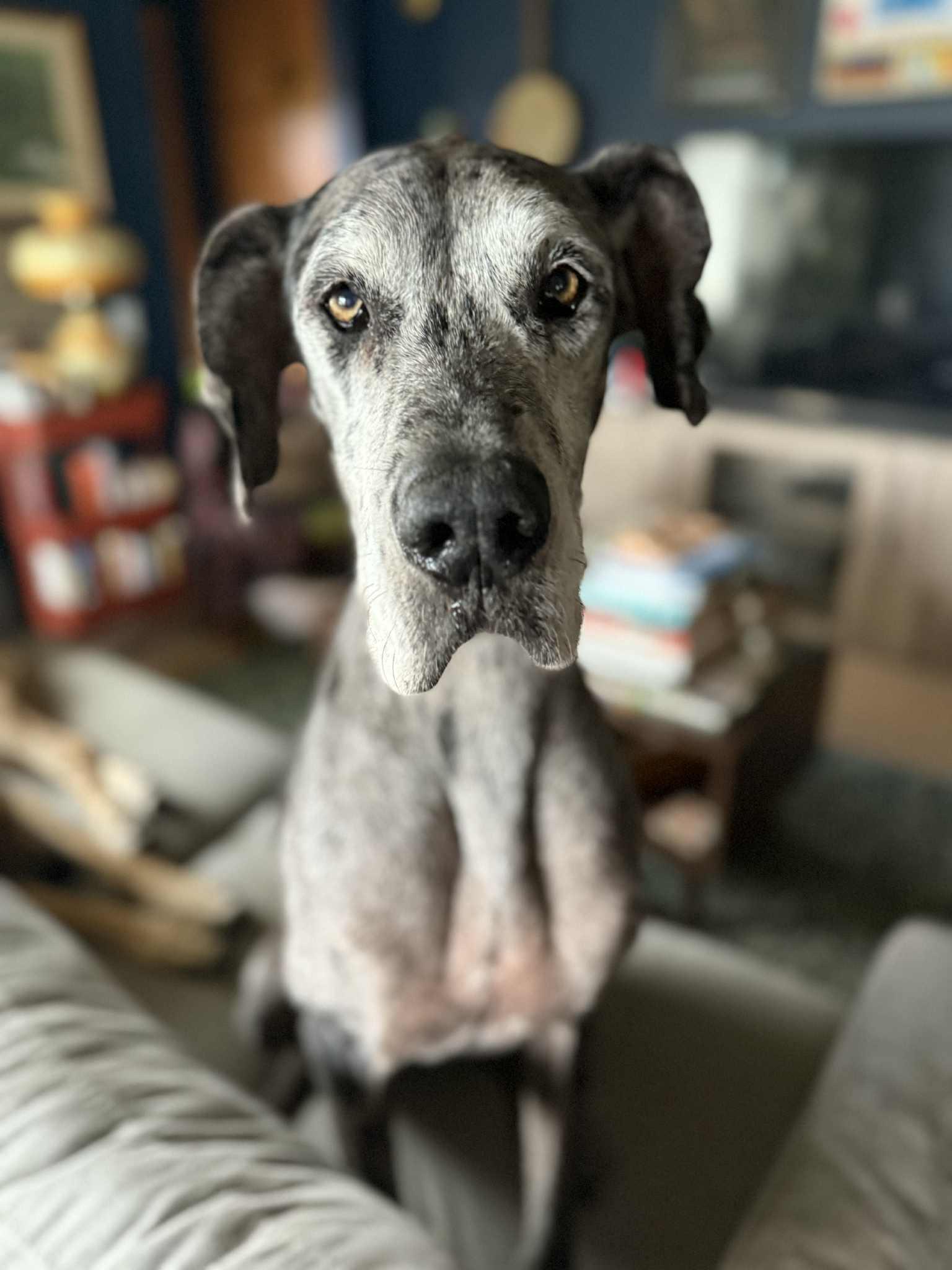 Enlarge Izzy, an adoptable Great Dane in Whitewater, WI image 1/5