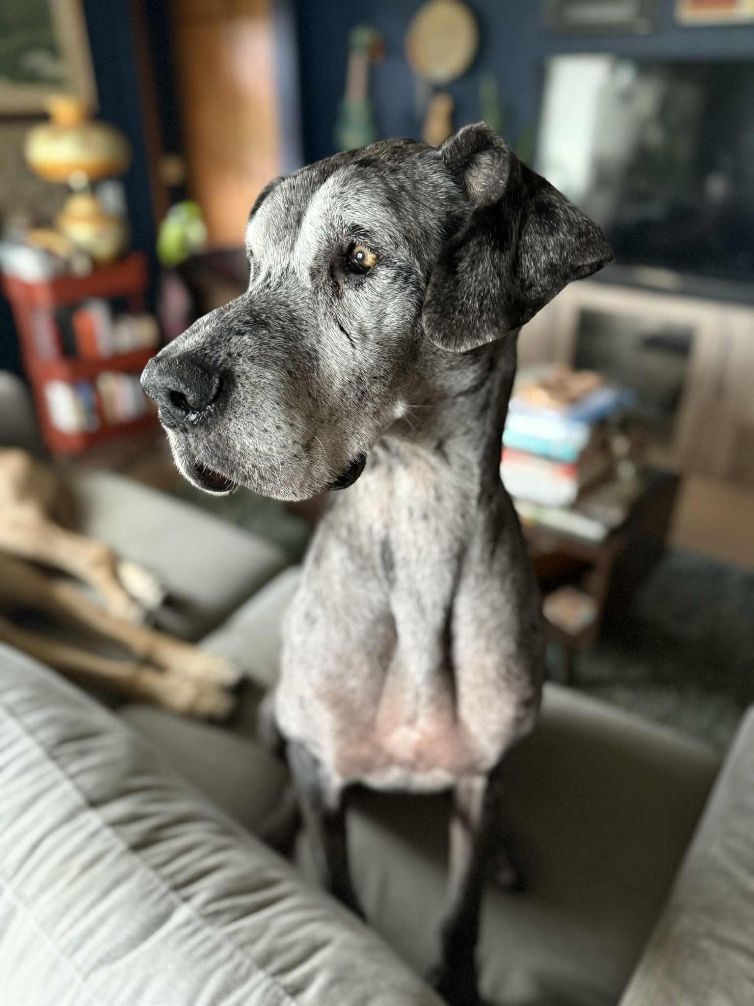 Enlarge Izzy, an adoptable Great Dane in Whitewater, WI image 3/5