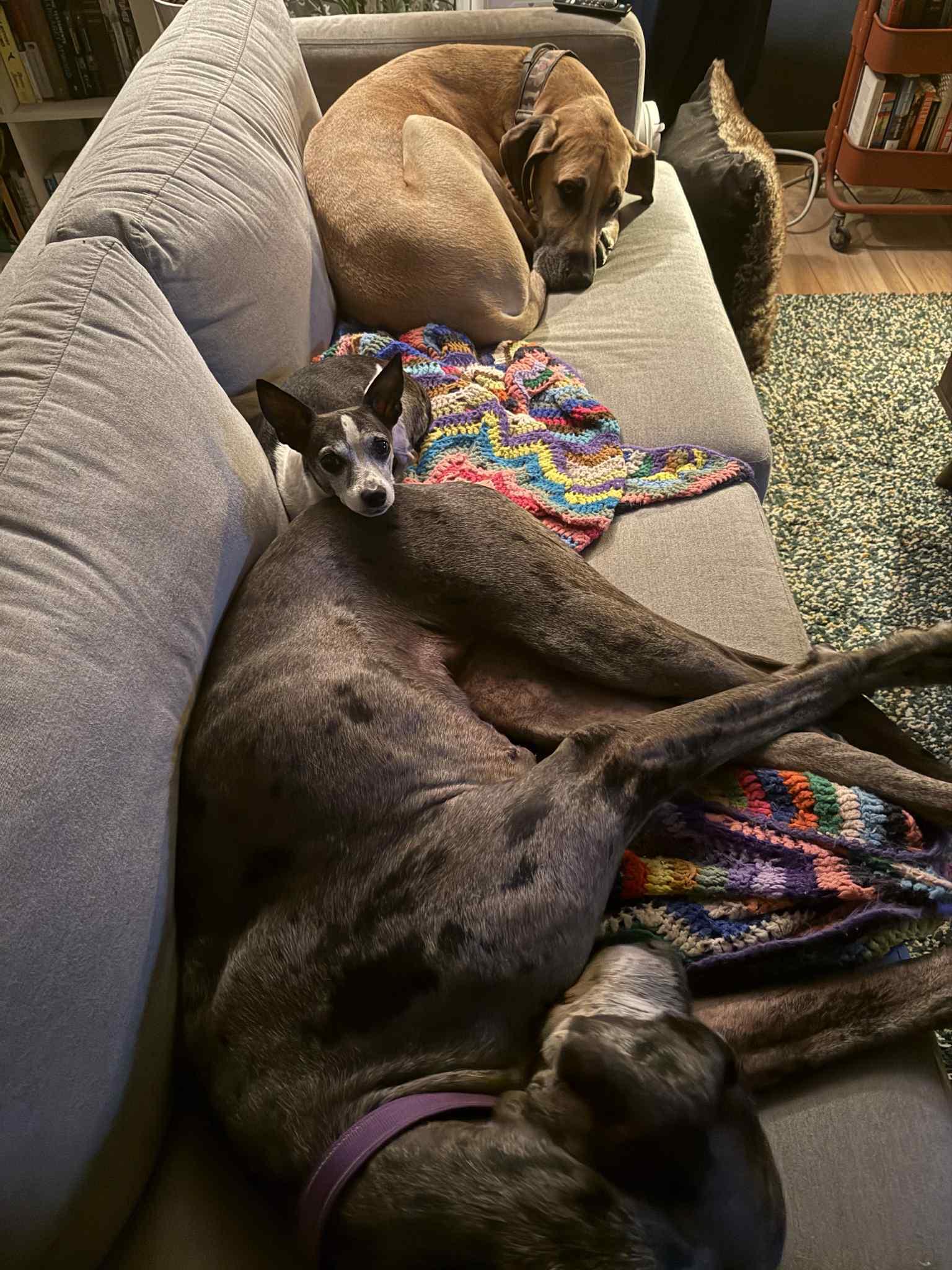 Enlarge Izzy, an adoptable Great Dane in Whitewater, WI image 4/5