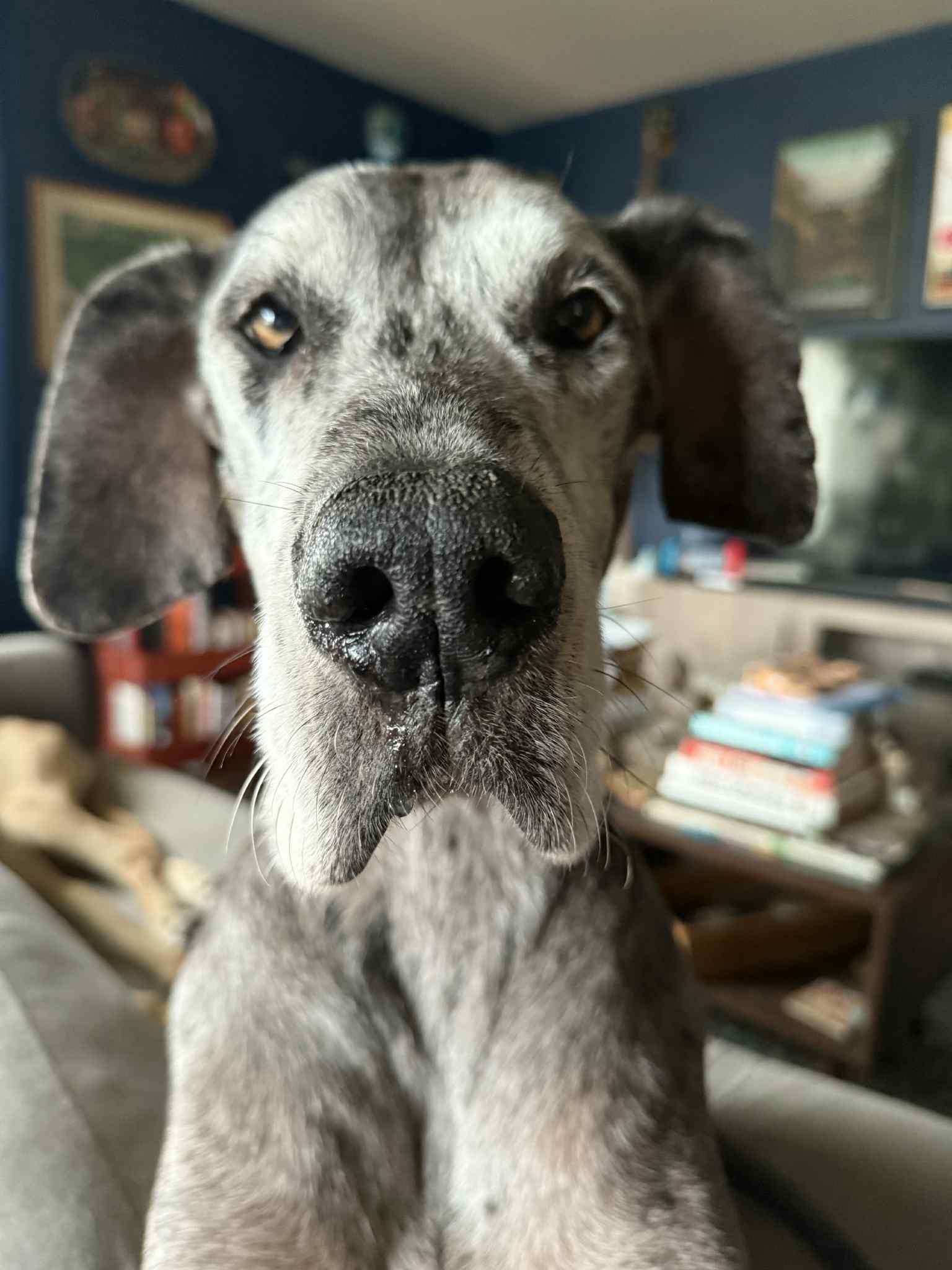 Enlarge Izzy, an adoptable Great Dane in Whitewater, WI image 5/5