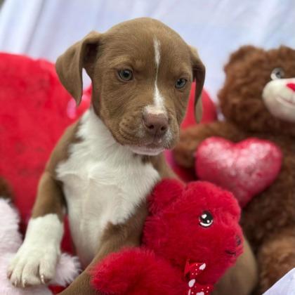 Cappuccino, adopted, Puppy Female Mixed Breed & Mixed Breed.
