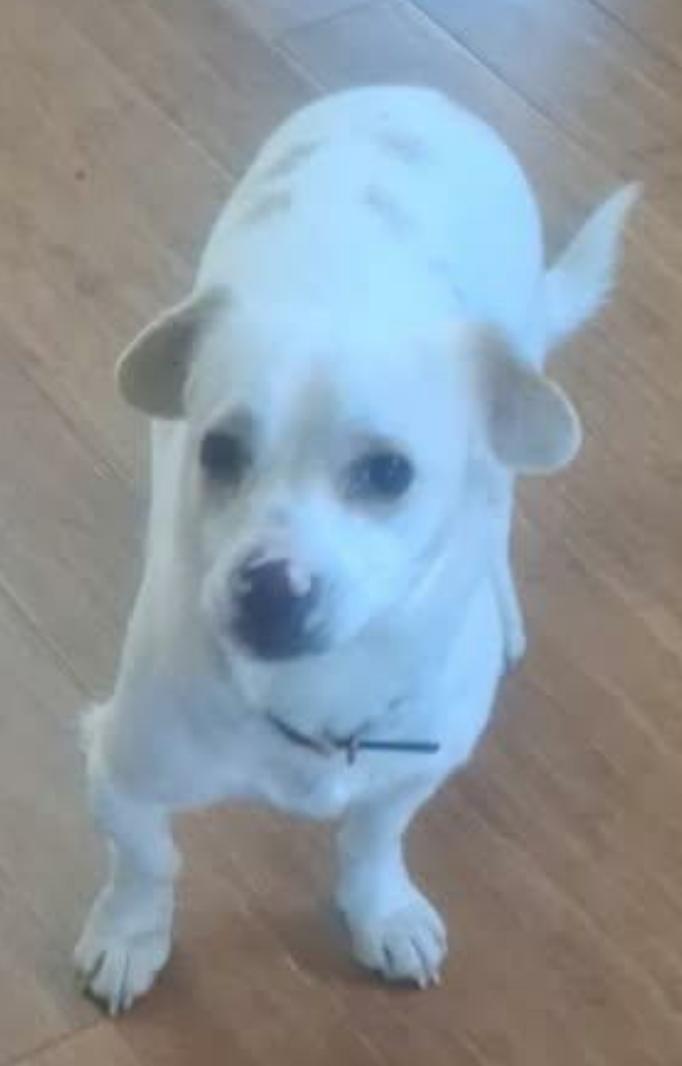 Enlarge Sumo, a ADOPTABLE mixed breed in Ephrata, WA image 1/2