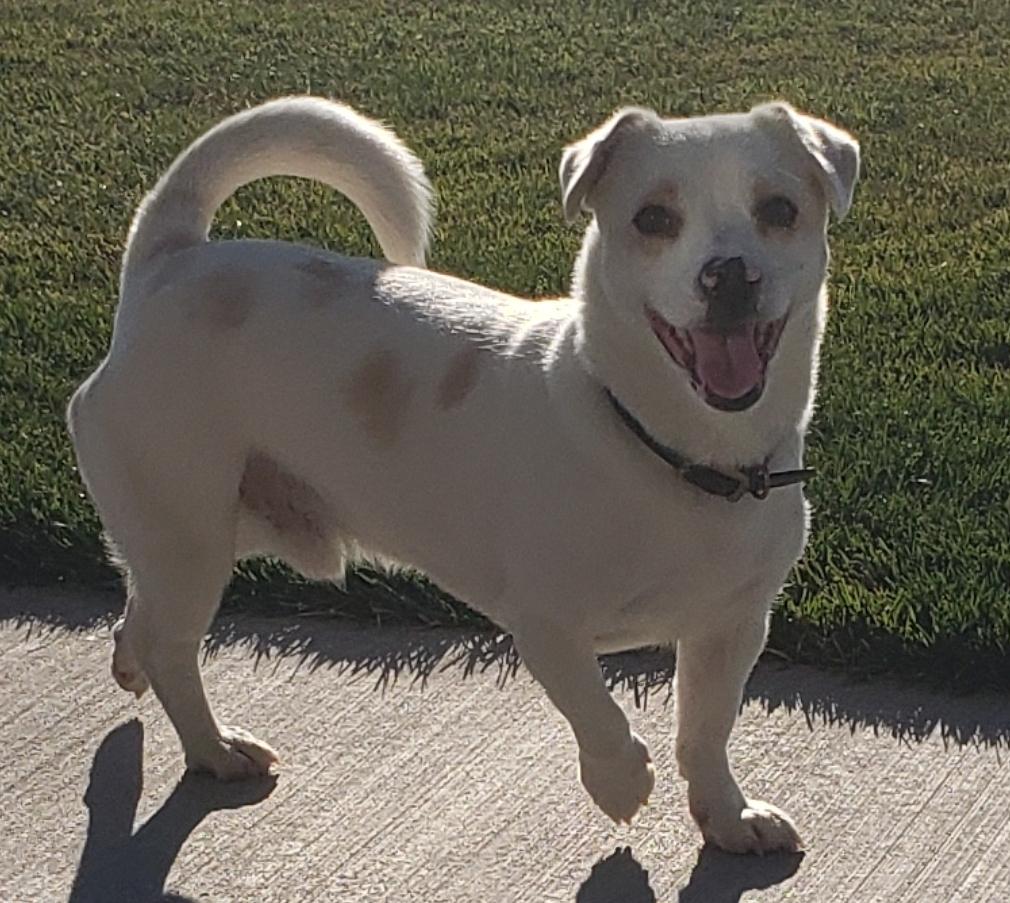 Enlarge Sumo, a ADOPTABLE mixed breed in Ephrata, WA image 1/3