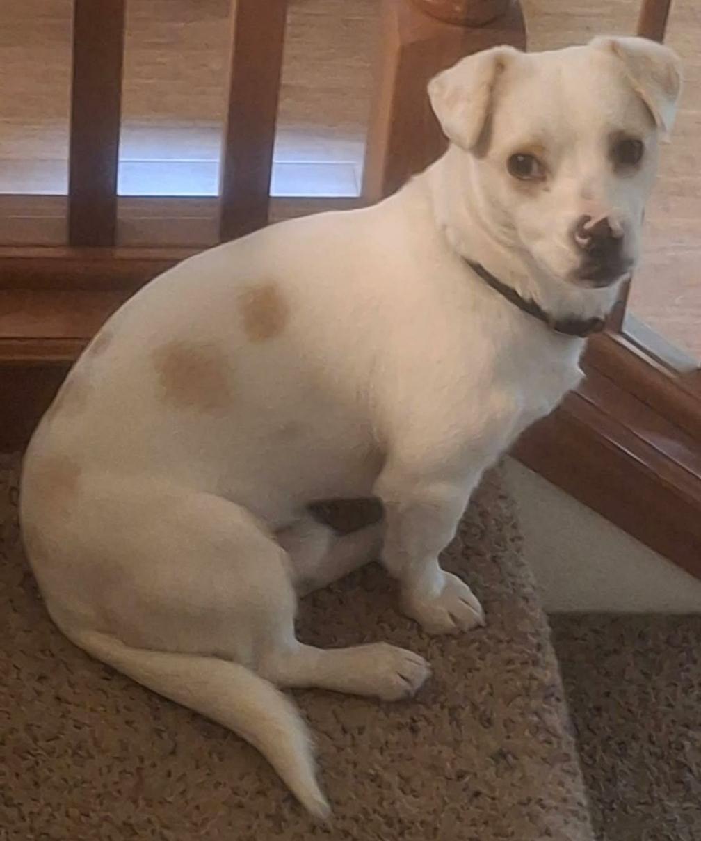 Enlarge Sumo, a ADOPTABLE mixed breed in Ephrata, WA image 2/2