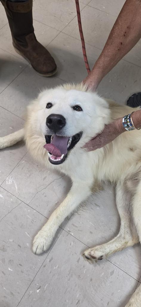 Snowball, Adoptable, Young Male Husky & Mixed Breed.