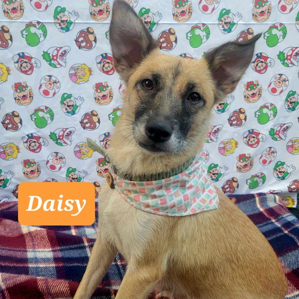 Daisy C, Adoptable, Adult Female Chihuahua & Shepherd.