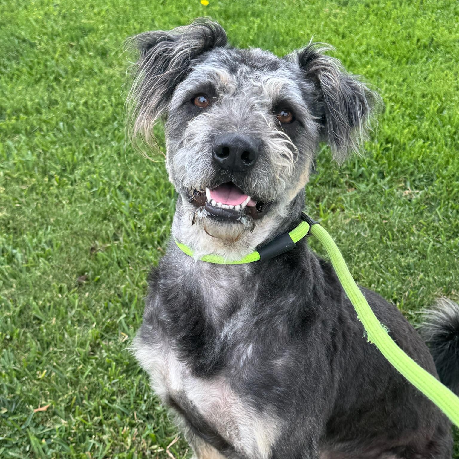 Mojo, an adoptable Schnauzer, Poodle in Newport Beach, CA, 92660 | Photo Image 1