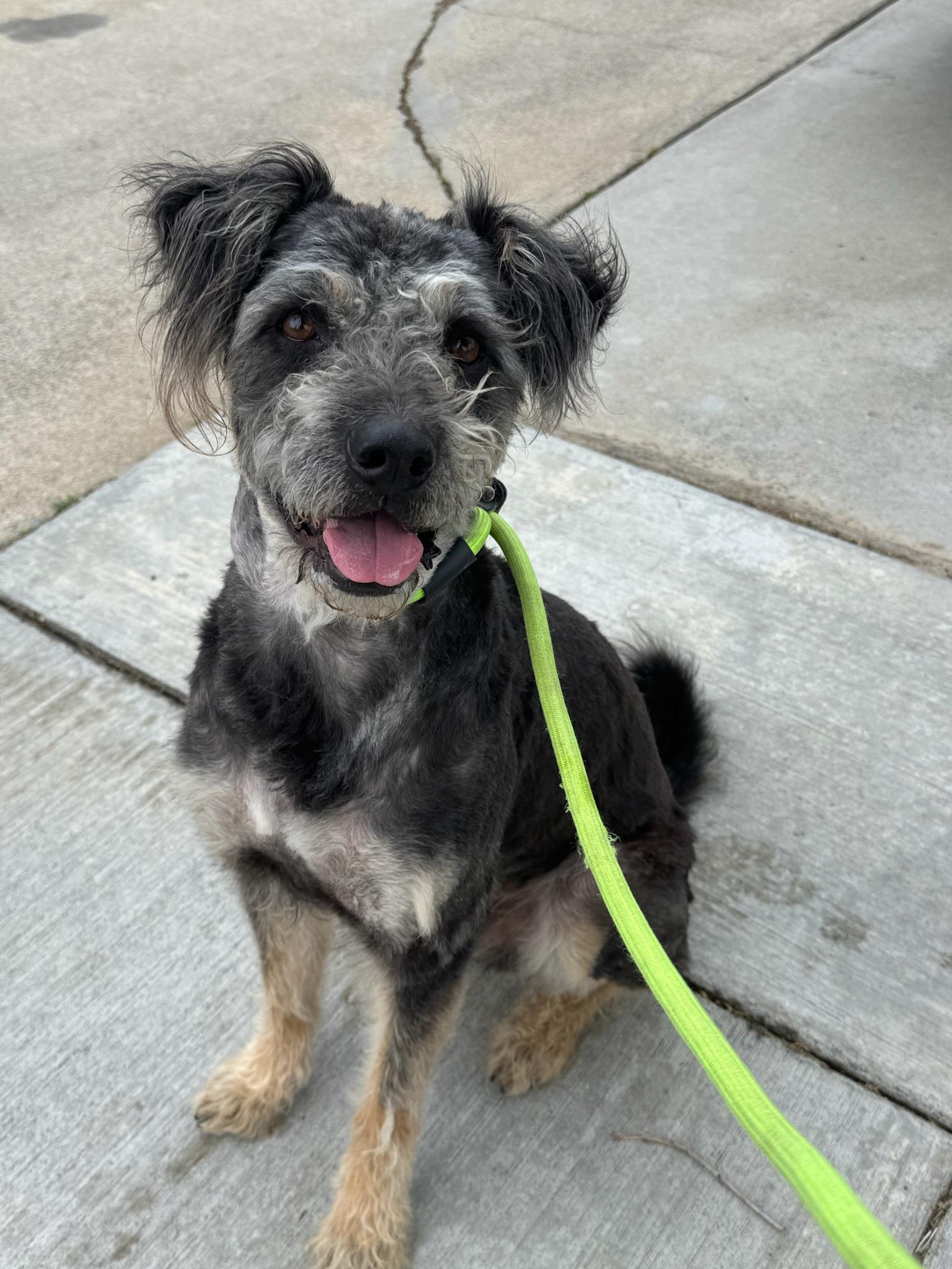 Mojo, an adoptable Schnauzer, Poodle in Newport Beach, CA, 92660 | Photo Image 3