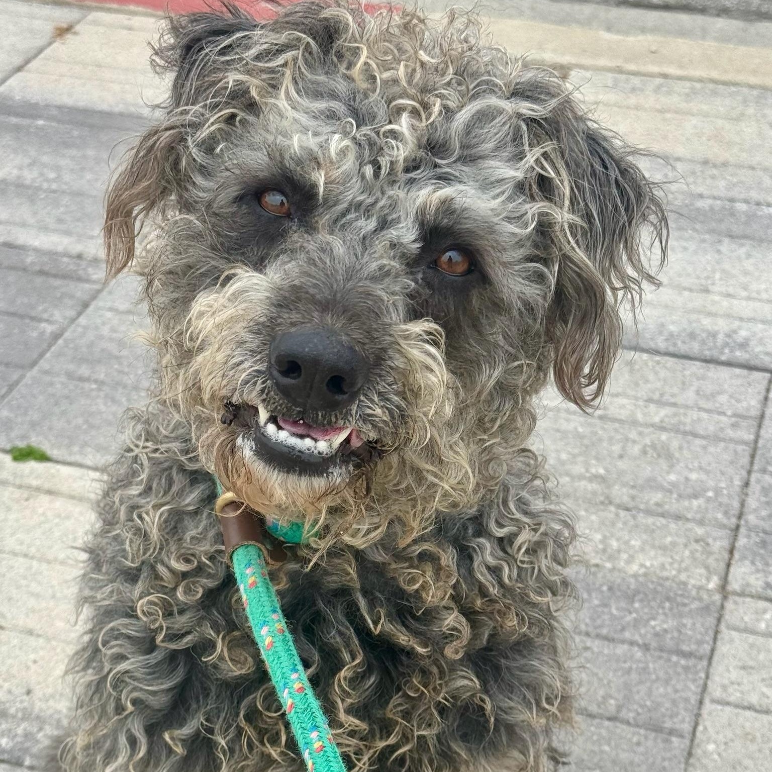 Mojo, an adoptable Schnauzer, Poodle in Newport Beach, CA, 92660 | Photo Image 2