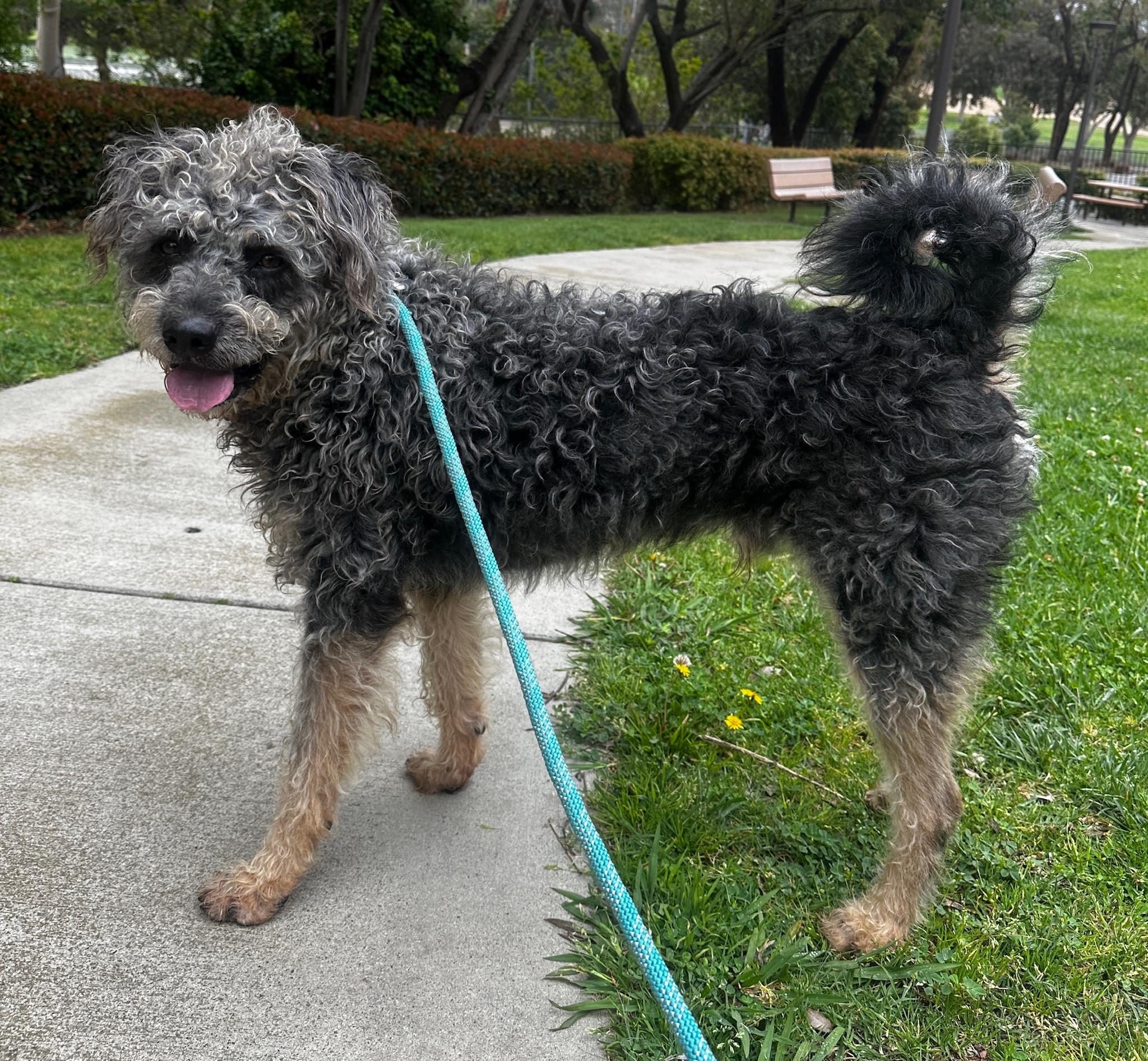 Mojo, an adoptable Schnauzer, Poodle in Newport Beach, CA, 92660 | Photo Image 4