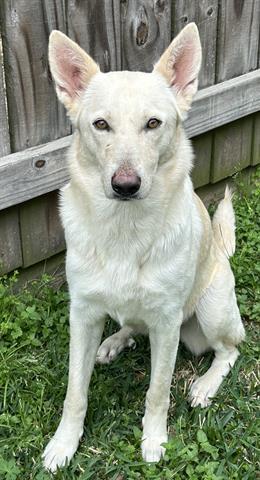 Enlarge CHICA, a Adoptable German Shepherd Dog in Houston, TX image 1/1