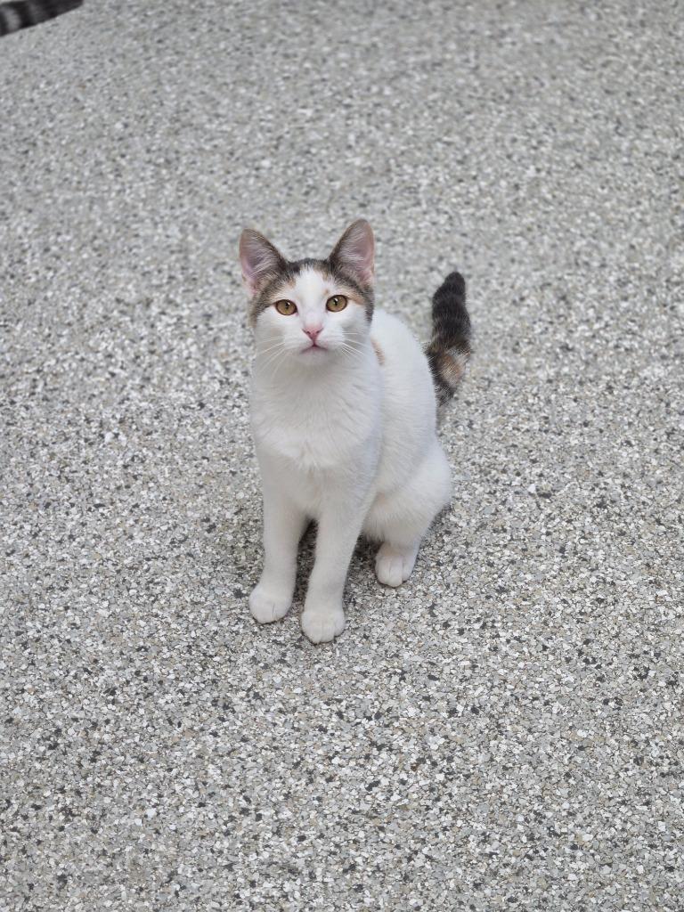 Eagle, Adoptable, Young Female Domestic Short Hair.