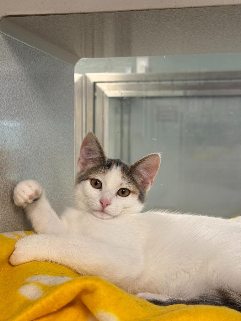 Eagle, a Adoptable mixed breed in Viroqua, WI image 2/6