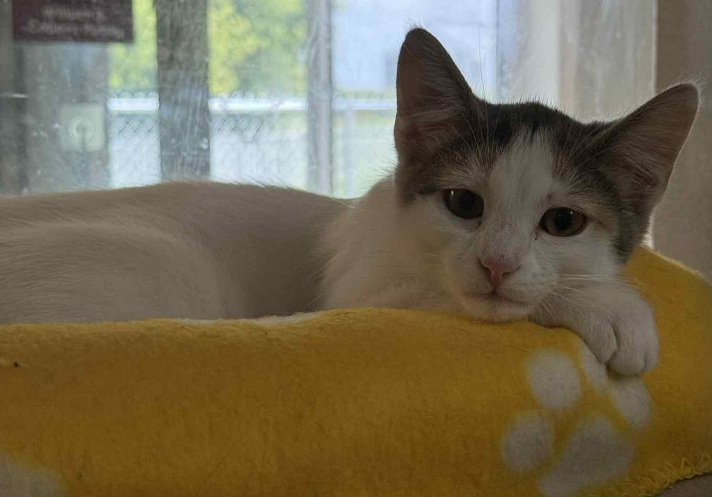 Eagle, a Adoptable mixed breed in Viroqua, WI image 3/6