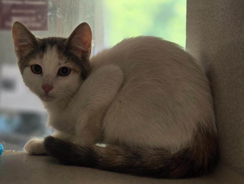 Eagle, a Adoptable mixed breed in Viroqua, WI image 4/6