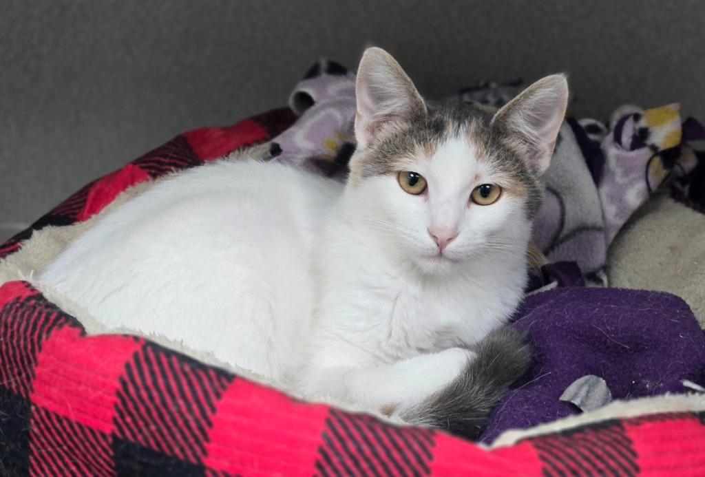 Eagle, a Adoptable mixed breed in Viroqua, WI image 5/6